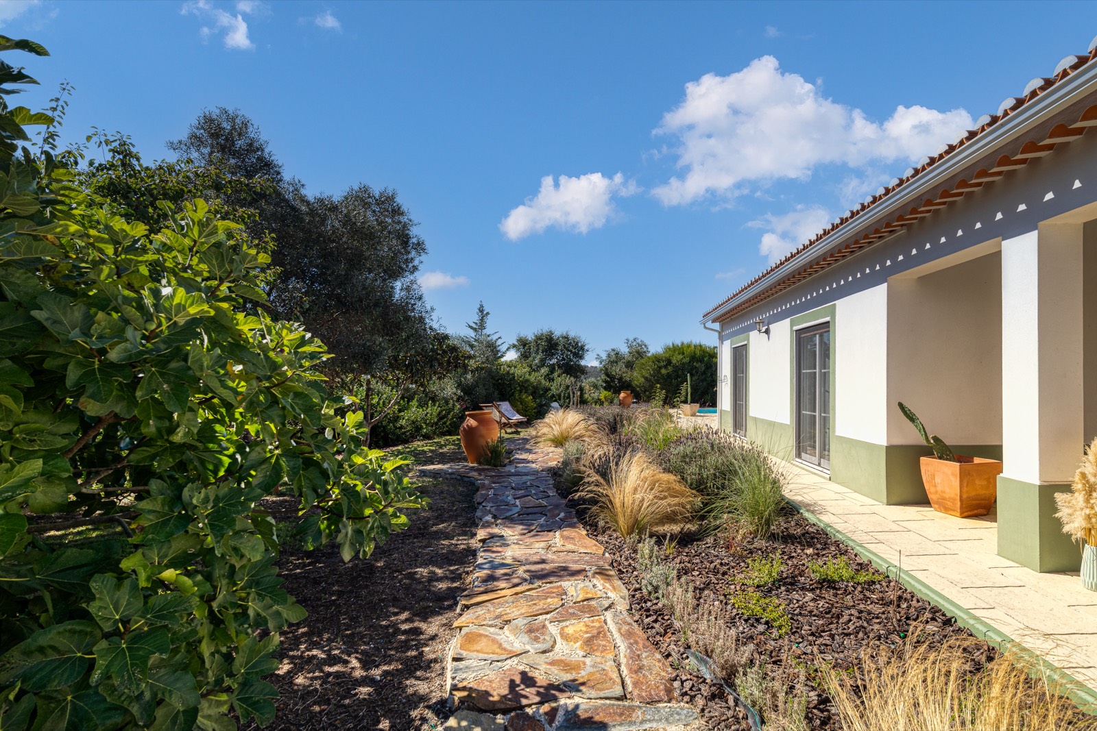 Garden path through fig and olive trees